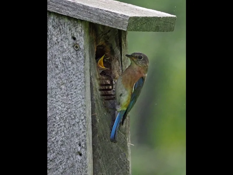 An eastern bluebird feeding its chicks at the Acton Arboretum, photographed by Joan Chasan.