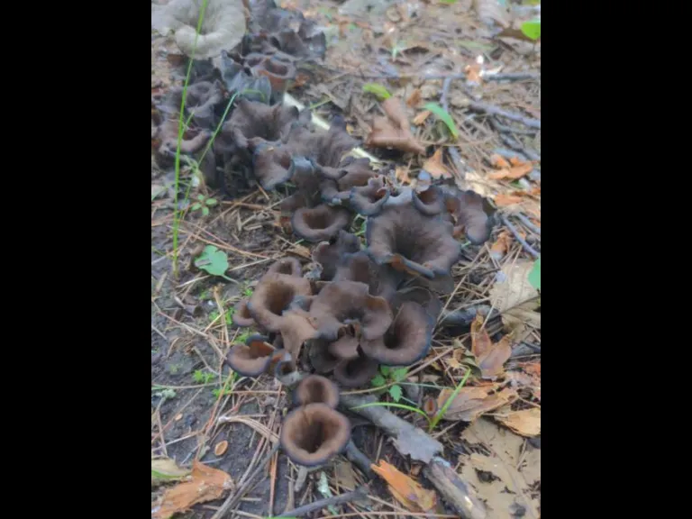 Black trumpet mushrooms in Sudbury, photographed by Diane Vabulas.
