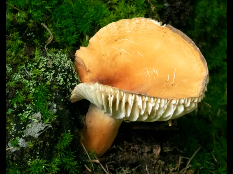 A mushroom at Assabet River National Wildlife Refuge, photographed by John McKinney.