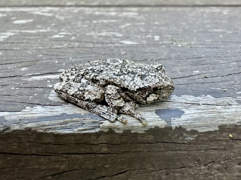 A gray tree frog in Bolton, photographed by Jon Turner.