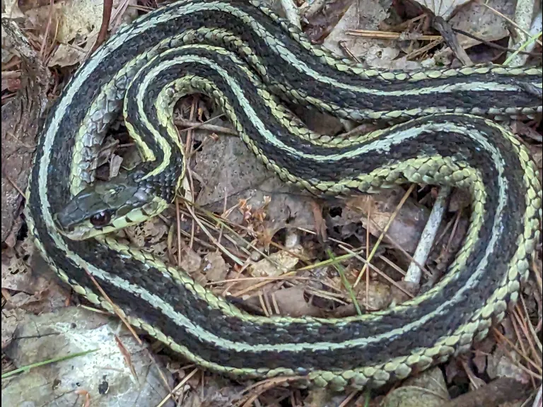 A common garter snake at Peppergrass Brook Conservation Area in Bedford, photographed by Chris Reardon.