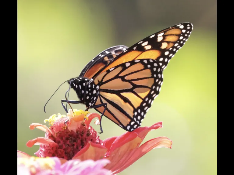 A monarch butterfly at Breakneck Hill Conservation Land in Southborough, photographed by Steve Forman.