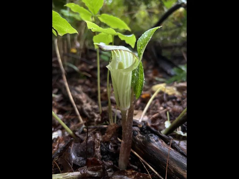 Debbie Costine photographed this Jack-in-the-pulpit in Southborough.