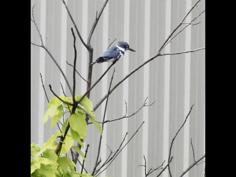 A belted kingfisher at Bruce's Pond in Hudson, photographed by Steve Forman.