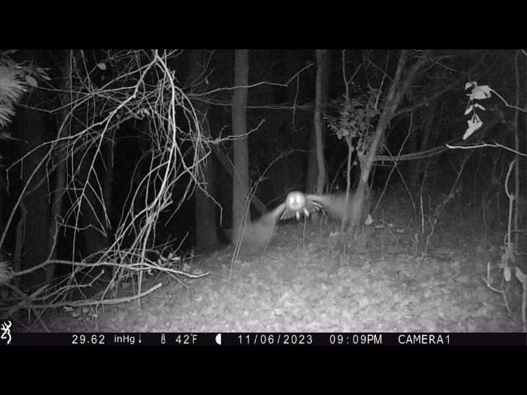A barred owl in Bolton, photographed with an automatically triggered wildlife camera by Steve Cumming.