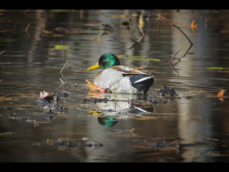 A mallard at Horse Meadows Knoll in Harvard, photographed by Jon Turner.