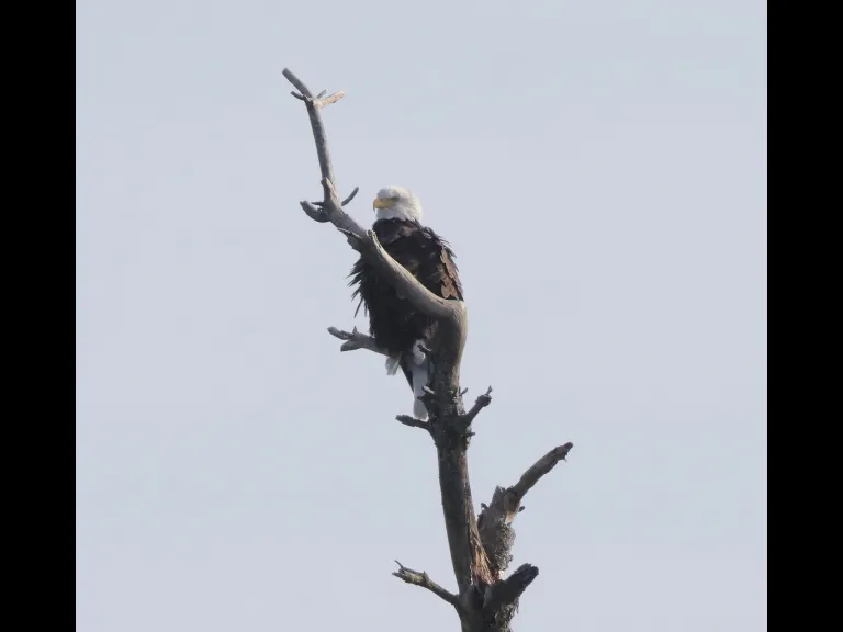 A bald eagle at the Sudbury Reservoir in Southborough, photographed by Steve Forman.
