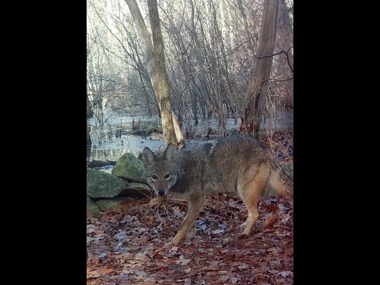 A coyote in Framingham, photographed with an automatically triggered wildlife camera by Margaret McKane.