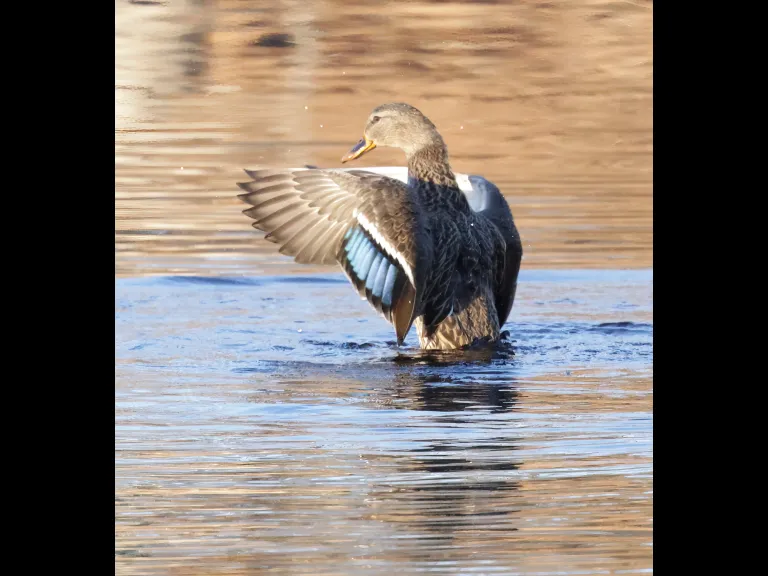 A mallard at Bruce's Pond in Hudson, photographed by Steve Forman.