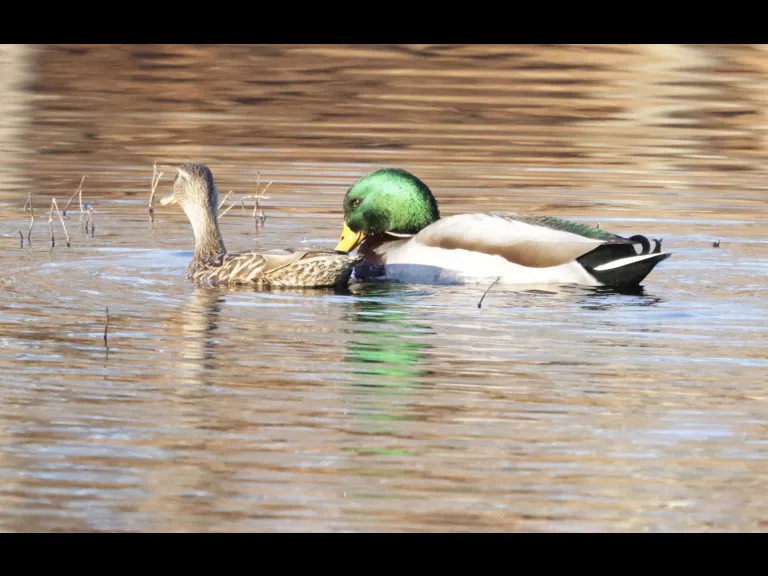 Mallards at Bruce's Pond in Hudson, photographed by Steve Forman.