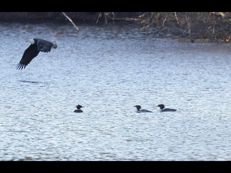 A bald eagle and common mergansers at Hager Pond in Marlborough, photographed by Steve Forman.