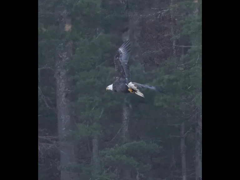 A bald eagle at Hager Pond in Marlborough, photographed by Steve Forman.