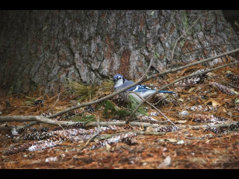 A blue jay in Harvard, photographed by Jon Turner.