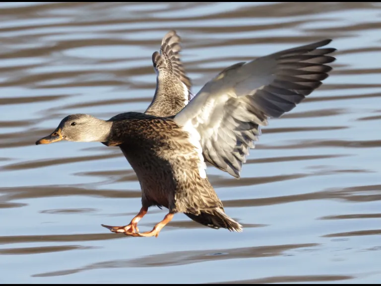 A mallard at Hager Pond in Marlborough, photographed by Steve Forman.