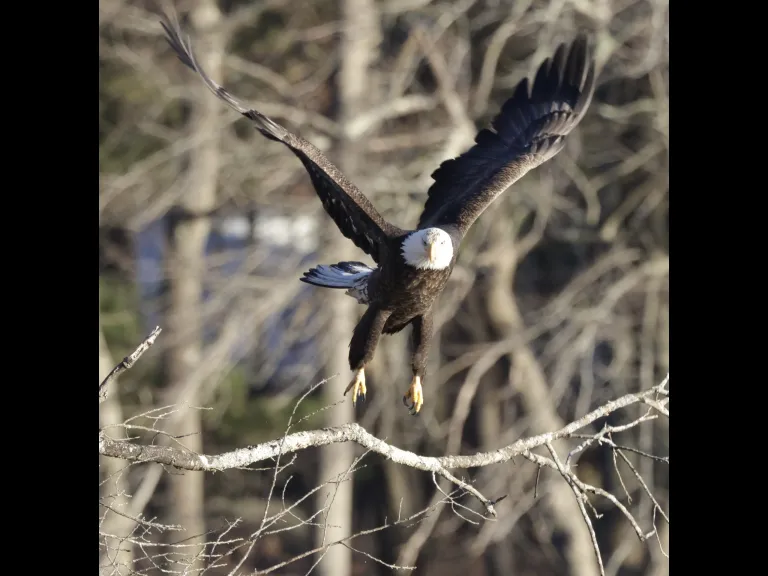 A bald eagle at Hager Pond in Marlborough, photographed by Steve Forman.