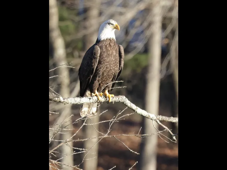 A bald eagle at Hager Pond in Marlborough, photographed by Steve Forman.