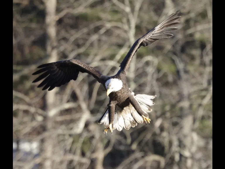 A bald eagle at Hager Pond in Marlborough, photographed by Steve Forman.