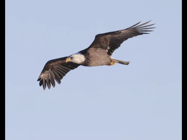 A bald eagle at Hager Pond in Marlborough, photographed by Steve Forman.