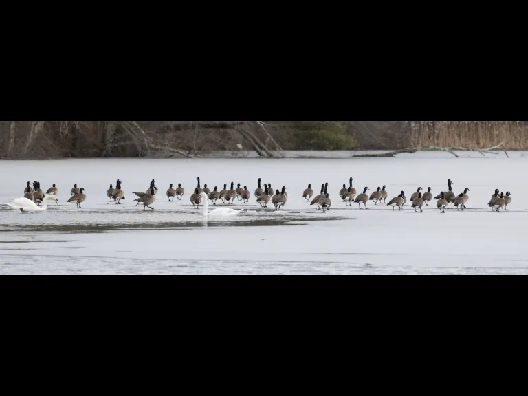 Canada geese, mute swans, and a common merganser at Hager Pond in Marlborough, photographed by Steve Forman.