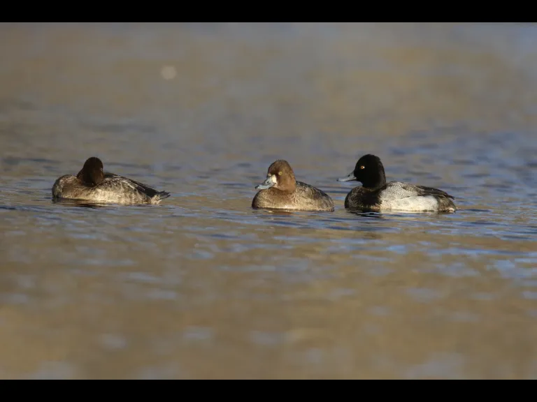 Lesser scaup at Hager Pond in Marlborough, photographed by Sue Feldberg.