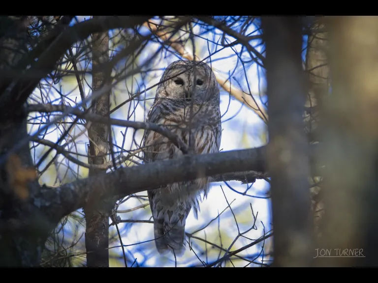 A barred owl at Horse Meadows Knoll in Harvard, photographed by Jon Turner.
