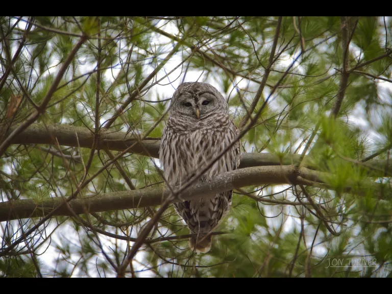 A barred owl in Bolton, photographed by Jon Turner.