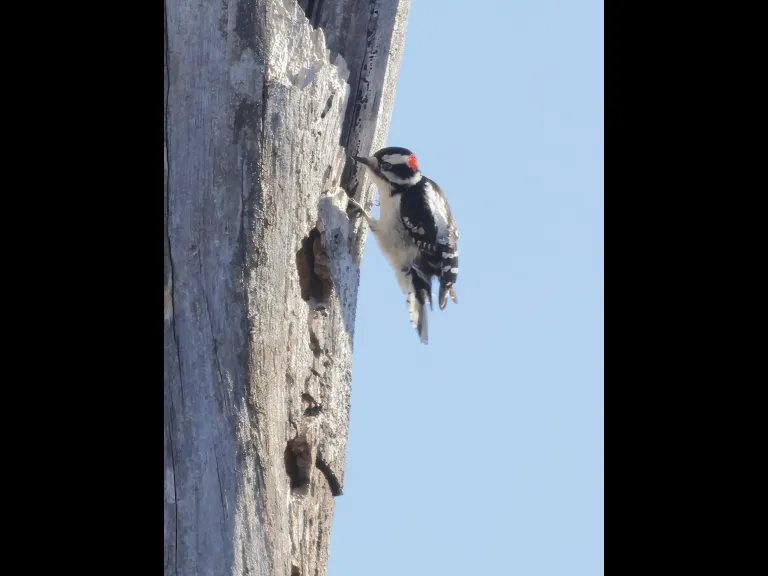 A downy woodpecker at Breakneck Hill Conservation Land in Southborough, photographed by Steve Forman.
