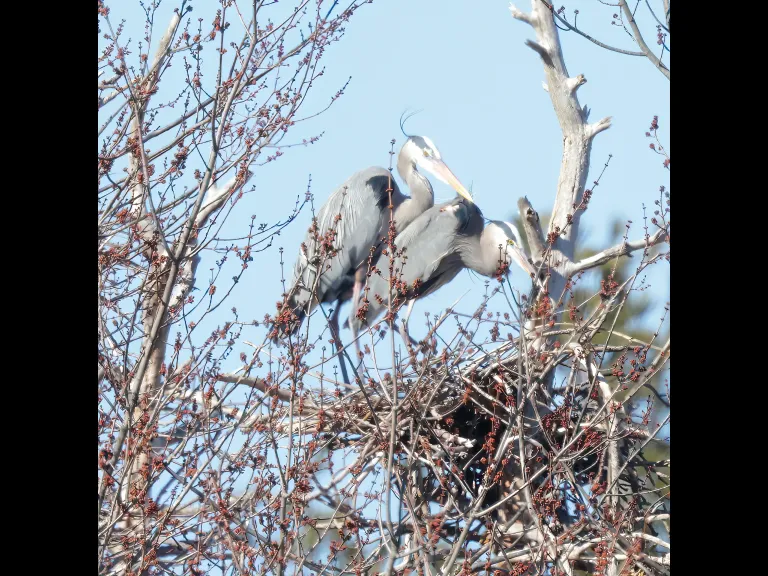 Great blue herons at their nest in Southborough, photographed by Steve Forman.