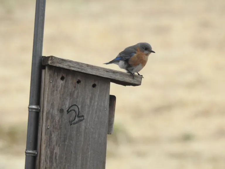 An eastern bluebird at Baiting Brook-Welch in Framingham, photographed by Mike Perrin.