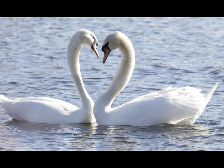 A pair of mute swans at Hager Pond in Marlborough, photographed by Steve Forman.