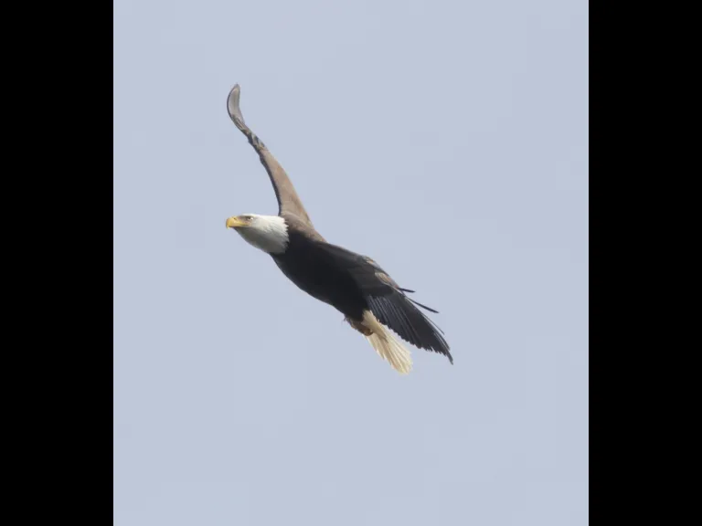 A bald eagle over Hager Pond in Marlborough, photographed by Steve Forman.
