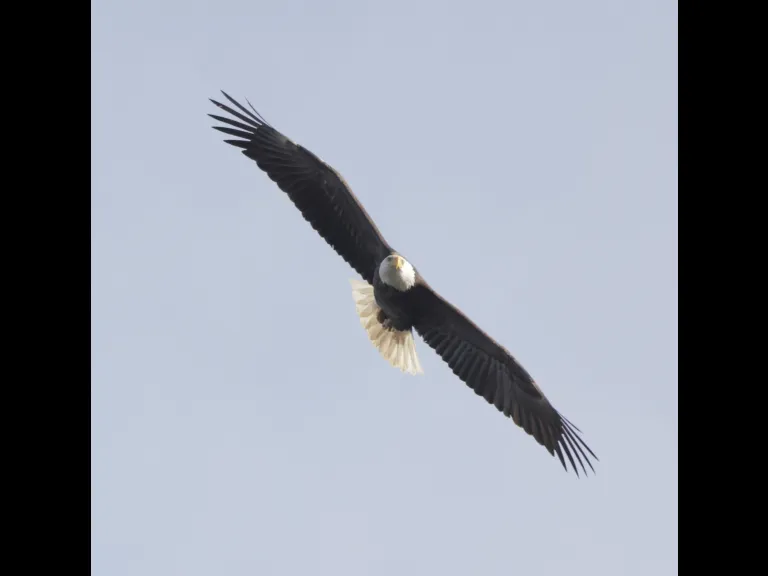 A bald eagle over Hager Pond in Marlborough, photographed by Steve Forman.