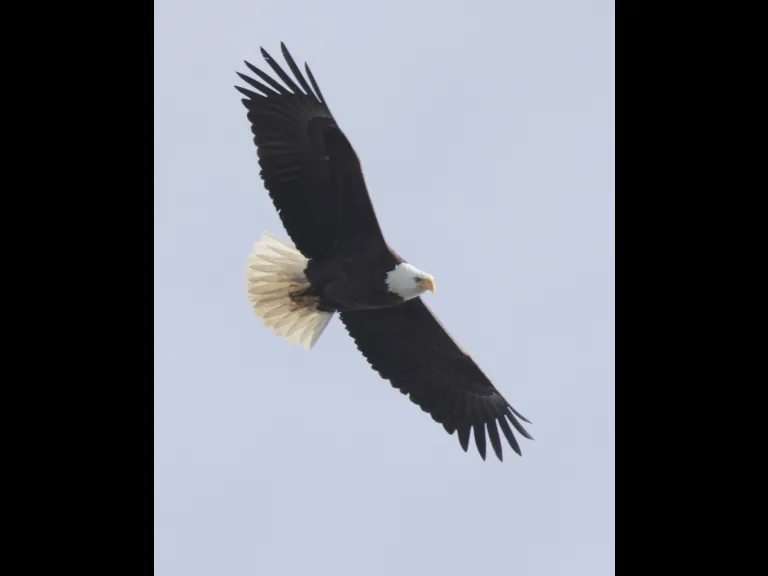 A bald eagle over Hager Pond in Marlborough, photographed by Steve Forman.