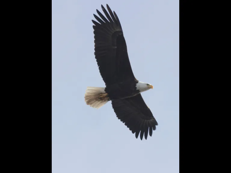 A bald eagle over Hager Pond in Marlborough, photographed by Steve Forman.