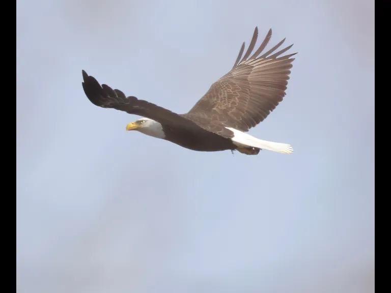 A bald eagle over Hager Pond in Marlborough, photographed by Steve Forman.
