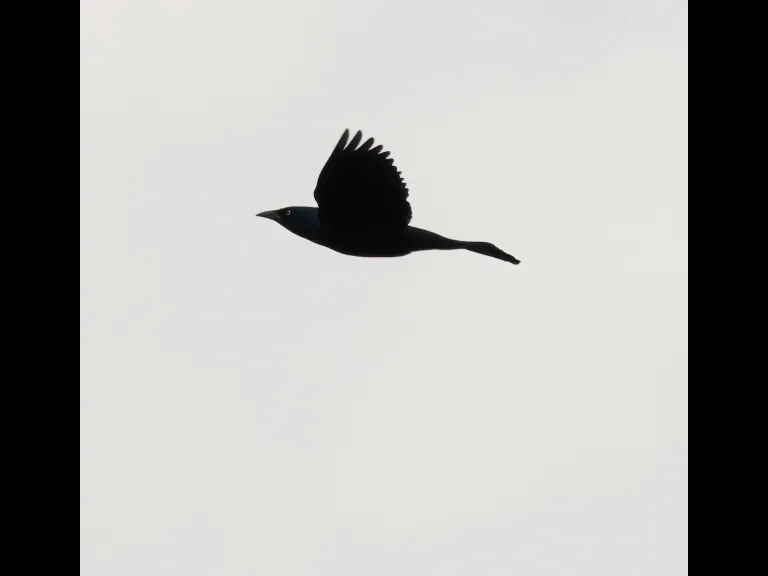 A common grackle at Bartlett Pond in Northborough, photographed by Steve Forman.