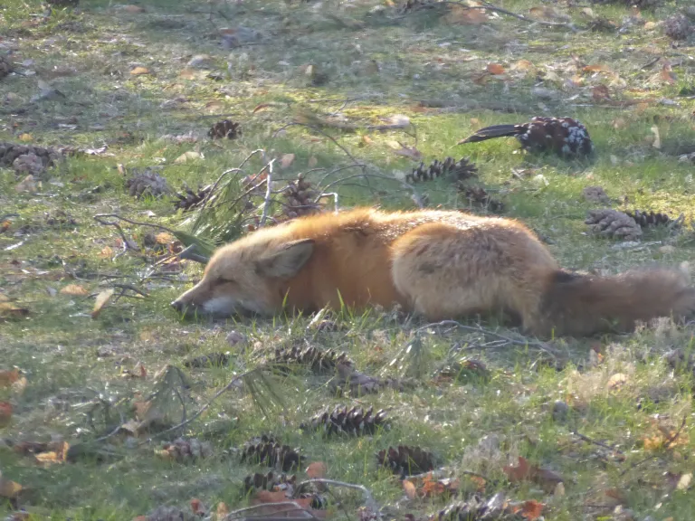 A red fox in Westborough, photographed by John Carter.