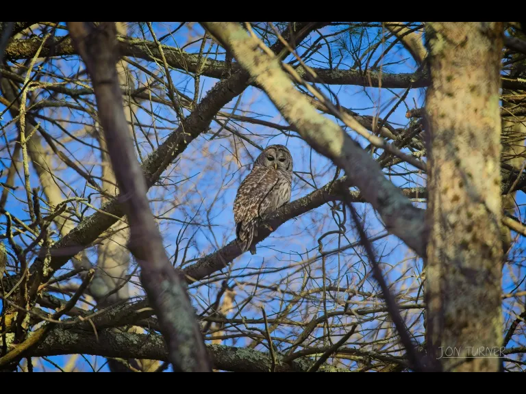 A barred owl at Flagg Hill in Boxborough, photographed by Jon Turner.