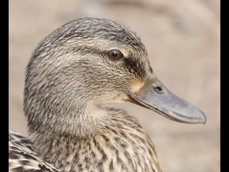 A mallard at Hager Pond in Marlborough, photographed by Steve Forman.