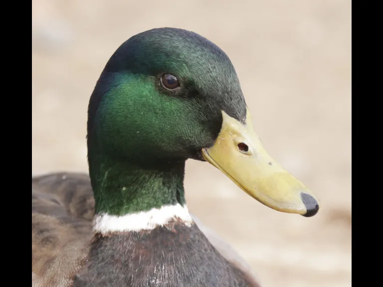 A mallard at Hager Pond in Marlborough, photographed by Steve Forman.
