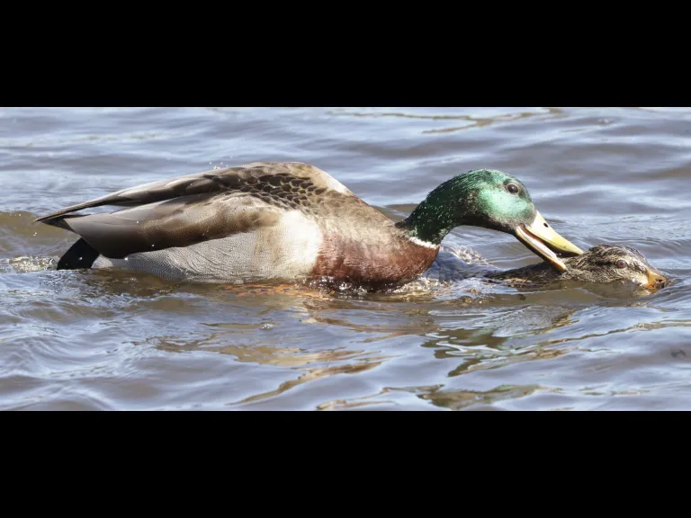 Mallards at Hager Pond in Marlborough, photographed by Steve Forman.