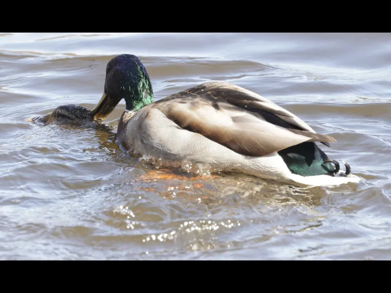 Mallards at Hager Pond in Marlborough, photographed by Steve Forman.