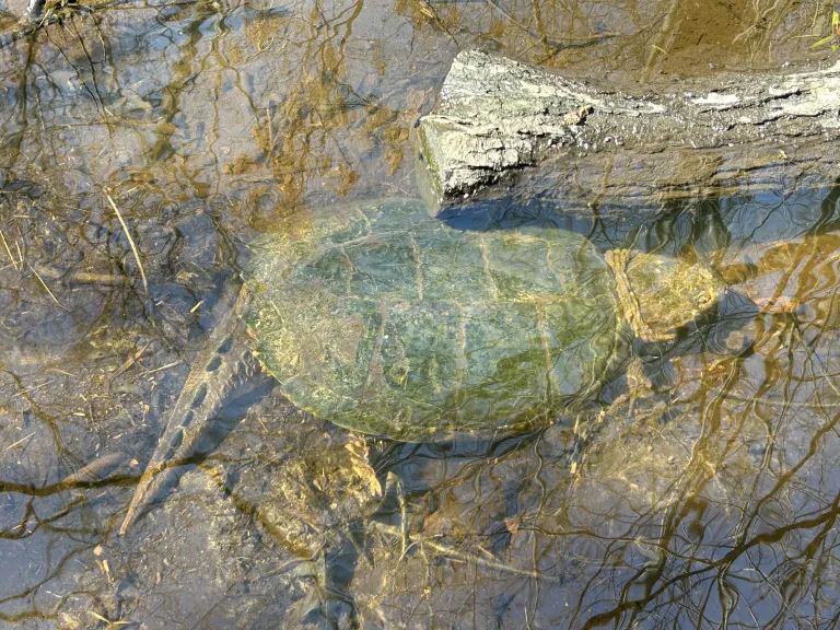A snapping turtle at SVT's Lyons-Cutler Conservation Land in Sudbury, photographed by Richard Morse.