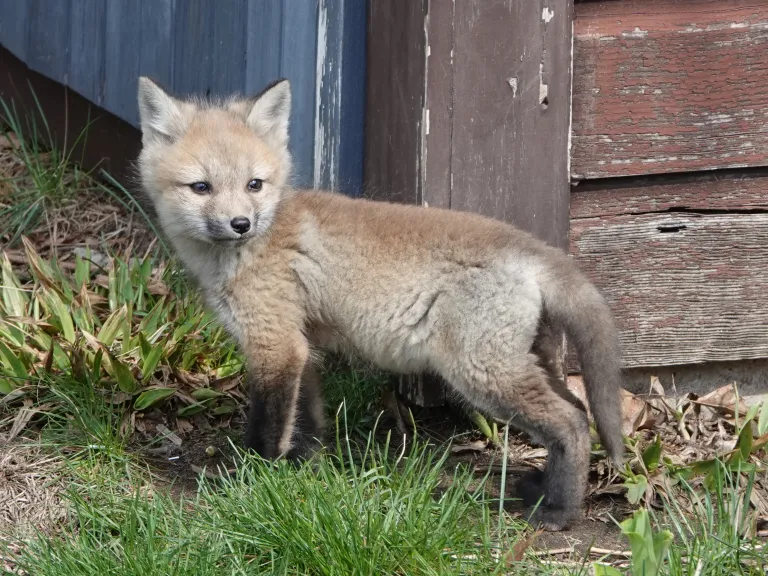 A red fox kit in Lincoln, photographed by Ron McAdow.