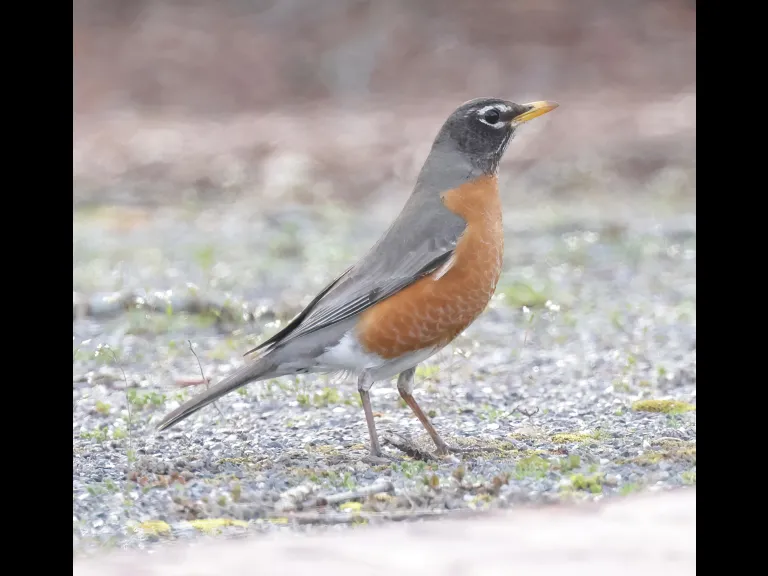 An American robin at Hager Pond in Marlborough, photographed by Steve Forman.