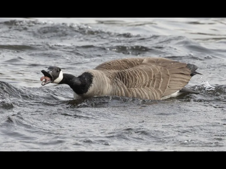 A Canada goose at Hager Pond in Marlborough, photographed by Steve Forman.