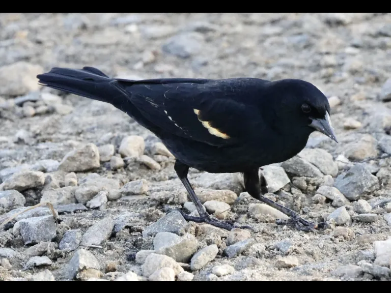 A red-winged blackbird at Hager Pond in Marlborough, photographed by Steve Forman.