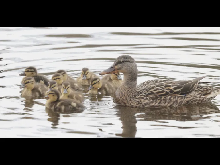 Mallards at Hager Pond in Marlborough, photographed by Steve Forman.
