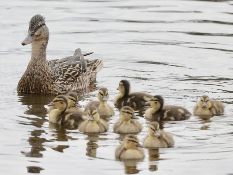Mallards at Hager Pond in Marlborough, photographed by Steve Forman.