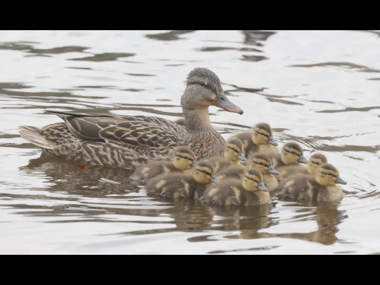 Mallards at Hager Pond in Marlborough, photographed by Steve Forman.